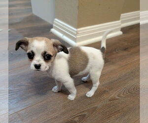 Chihuahua Dogs for adoption in The Woodlands, TX, USA