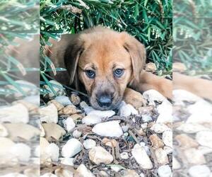 Golden Shepherd Dogs for adoption in Sanford, FL, USA