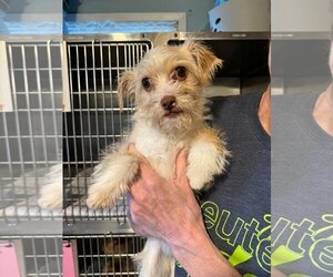Shih-Poo Dogs for adoption in Benton, LA, USA