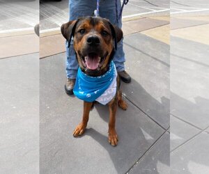 Shepweiller Dogs for adoption in Fenton, MO, USA