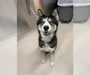 Siberian Husky Dogs for adoption in Fairbanks, AK, USA
