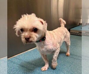 Shih Tzu-Unknown Mix Dogs for adoption in Pearland, TX, USA