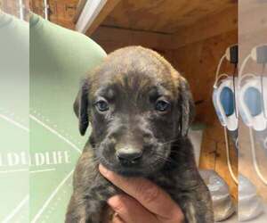 Golden Retriever-Unknown Mix Dogs for adoption in Bolivar, MO, USA
