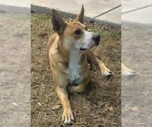 American Staffordshire Terrier-Unknown Mix Dogs for adoption in San Antonio, TX, USA