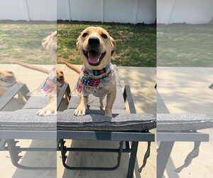 Dachsador Dogs for adoption in Oakhurst, NJ, USA