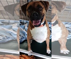 Boxer-Unknown Mix Dogs for adoption in Sarasota, FL, USA