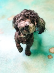 Havanese Dogs for adoption in Guthrie, OK, USA