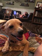 Chiweenie Dogs for adoption in Prosser, WA, USA