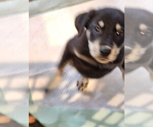 Airedale Terrier-German Shepherd Dog Mix Dogs for adoption in Lakewood, CO, USA