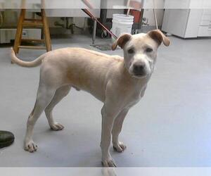 Labrador Retriever-Unknown Mix Dogs for adoption in Fayetteville, NC, USA