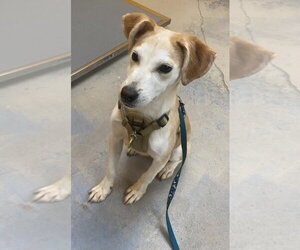 Mutt Dogs for adoption in Bryant, AR, USA