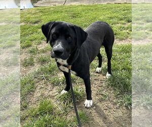 Labrador Retriever Dogs for adoption in Evansville, IN, USA