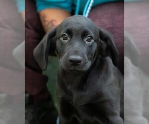Labrador Retriever Dogs for adoption in Temple, GA, USA