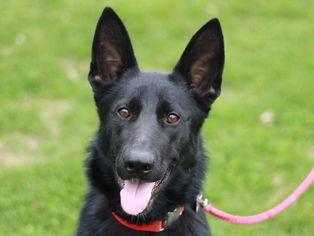 German Shepherd Dog Dogs for adoption in Cookeville, TN, USA