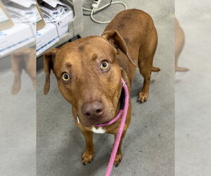 Unknown-Vizsla Mix Dogs for adoption in Forestville, MD, USA