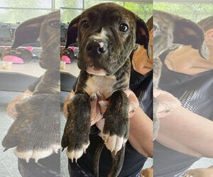 American Pit Bull Terrier-Unknown Mix Dogs for adoption in Clarkston, MI, USA