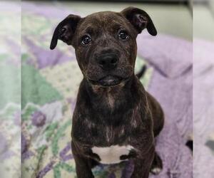 Medium Photo #1 American Pit Bull Terrier-Unknown Mix Puppy For Sale in Placerville, CA, USA