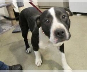 American Pit Bull Terrier Dogs for adoption in Pampa, TX, USA