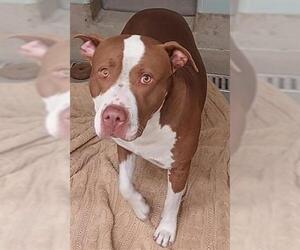 American Bulldog Dogs for adoption in Fort Lauderdale, FL, USA