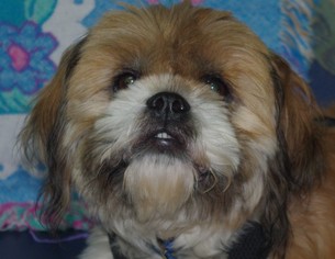 Shih Tzu Dogs for adoption in Longview, WA, USA