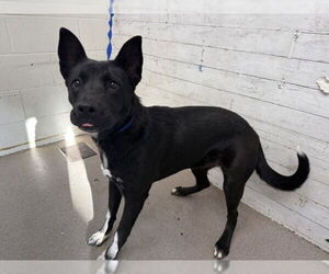 German Shepherd Dog-Unknown Mix Dogs for adoption in San Bernardino, CA, USA