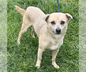 Chug Dogs for adoption in Batavia, OH, USA