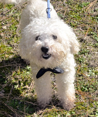 Bichon Frise Dogs for adoption in Siler City, NC, USA