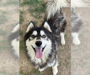 Siberian Husky-Unknown Mix Dogs for adoption in Riverside, CA, USA