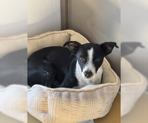 Mutt Dogs for adoption in Lathrop, CA, USA