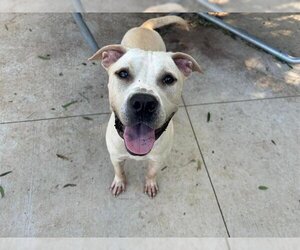 Labrador Retriever Dogs for adoption in Charlotte, NC, USA