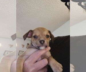 Chihuahua Dogs for adoption in Arlington, WA, USA