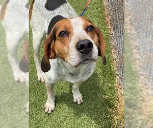 Bluetick Coonhound-Unknown Mix Dogs for adoption in Fayetteville, NC, USA