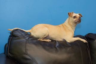 Medium Photo #1 Chug Puppy For Sale in Howell, MI, USA