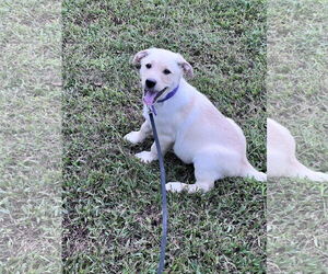 Labrador Retriever-Unknown Mix Dogs for adoption in Crossville, AL, USA