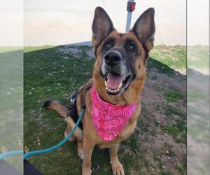 German Shepherd Dog Dogs for adoption in Orange, CA, USA