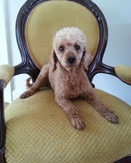Poodle (Miniature) Dogs for adoption in Edgewater, NJ, USA