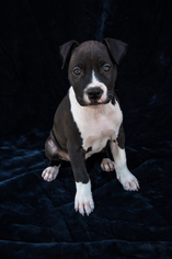 Medium Photo #1 American Pit Bull Terrier-Unknown Mix Puppy For Sale in Lakeport, CA, USA