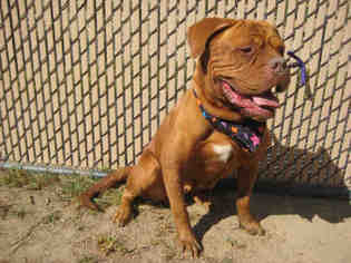 Dogue de Bordeaux Dogs for adoption in Norco, CA, USA