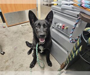 Shollie Dogs for adoption in Santa Cruz, CA, USA