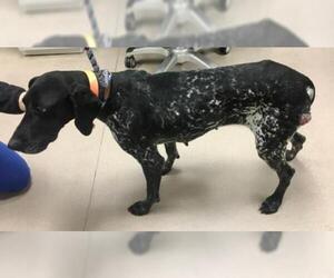 German Shorthaired Pointer Dogs for adoption in Santa Maria, CA, USA