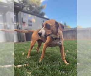 Mutt Dogs for adoption in Aurora, CO, USA