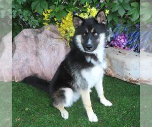 German Shepherd Dog-Siberian Husky Mix Dogs for adoption in Oklahoma City, OK, USA