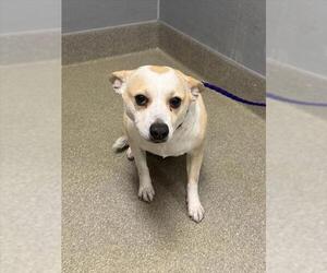 Chihuahua-Unknown Mix Dogs for adoption in Las Vegas, NV, USA