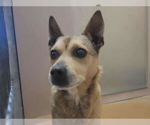 Mutt Dogs for adoption in Martinez, CA, USA