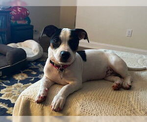 Black Mouth Cur-Unknown Mix Dogs for adoption in Oakhurst, NJ, USA