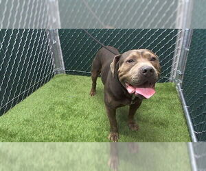 American Pit Bull Terrier-Unknown Mix Dogs for adoption in Downey, CA, USA