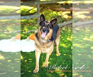 German Shepherd Dog Dogs for adoption in Whitestone, NY, USA