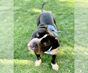 Staffordshire Bull Terrier Dogs for adoption in San Bernardino , CA, USA