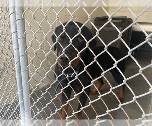 Rottweiler Dogs for adoption in Ocala, FL, USA
