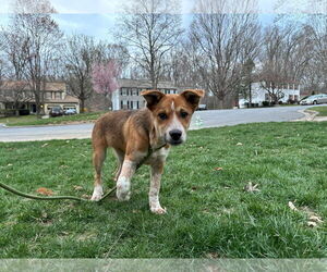 Mutt Dogs for adoption in Garden City, NY, USA